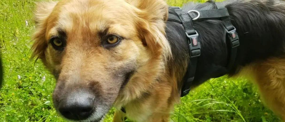 Cotronei, cane ucciso da un colpo di fucile vicino casa: «Gesto criminale»\n