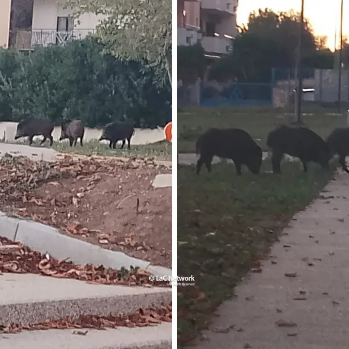 Ancora cinghiali (in pieno giorno) nel parco di via Feudotto a Vibo, sale l’allarme tra i cittadini: «Situazione fuori controllo»\n
