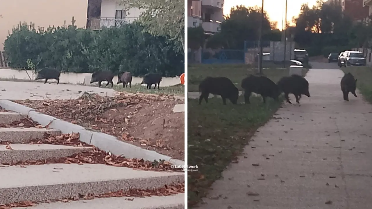 Ancora cinghiali (in pieno giorno) nel parco di via Feudotto a Vibo, sale l’allarme tra i cittadini: «Situazione fuori controllo»\n