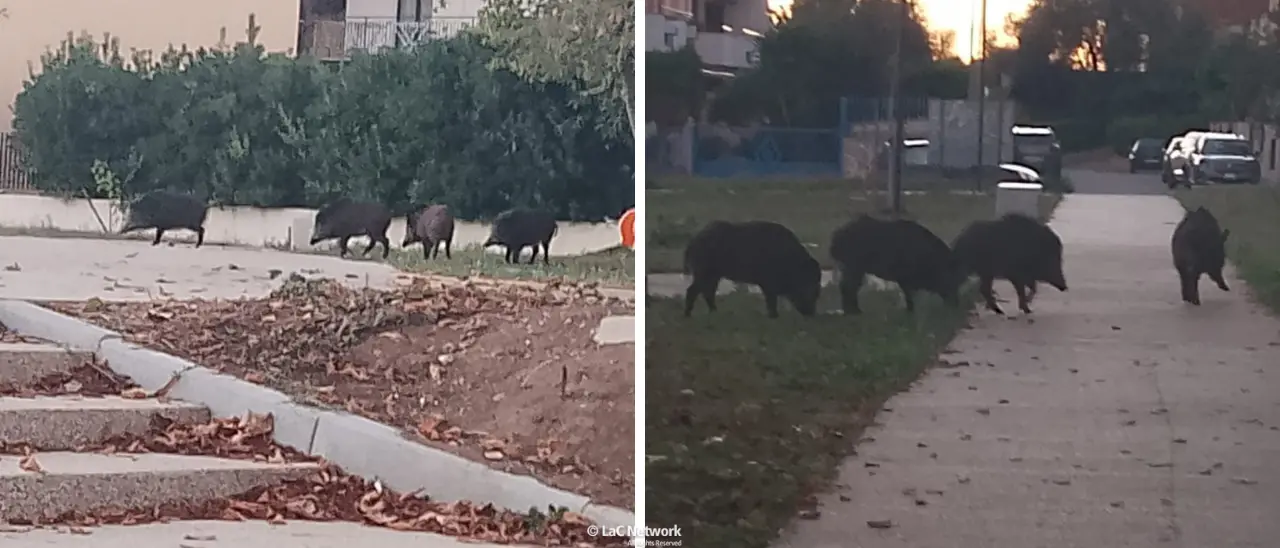 Ancora cinghiali (in pieno giorno) nel parco di via Feudotto a Vibo, sale l’allarme tra i cittadini: «Situazione fuori controllo»\n