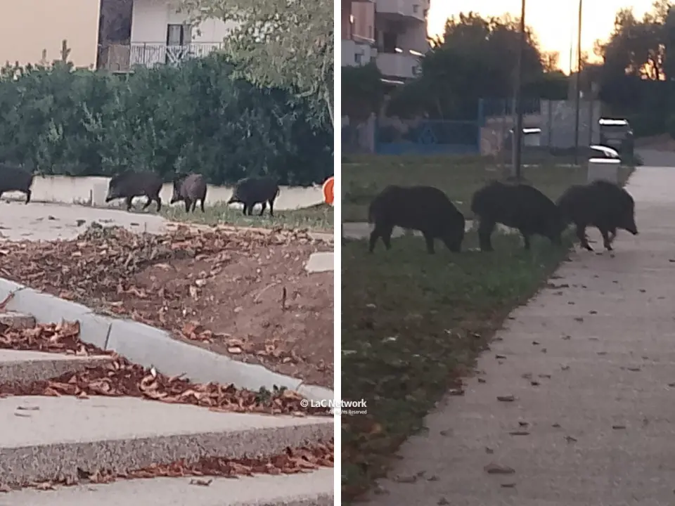 Ancora cinghiali (in pieno giorno) nel parco di via Feudotto a Vibo, sale l’allarme tra i cittadini: «Situazione fuori controllo»