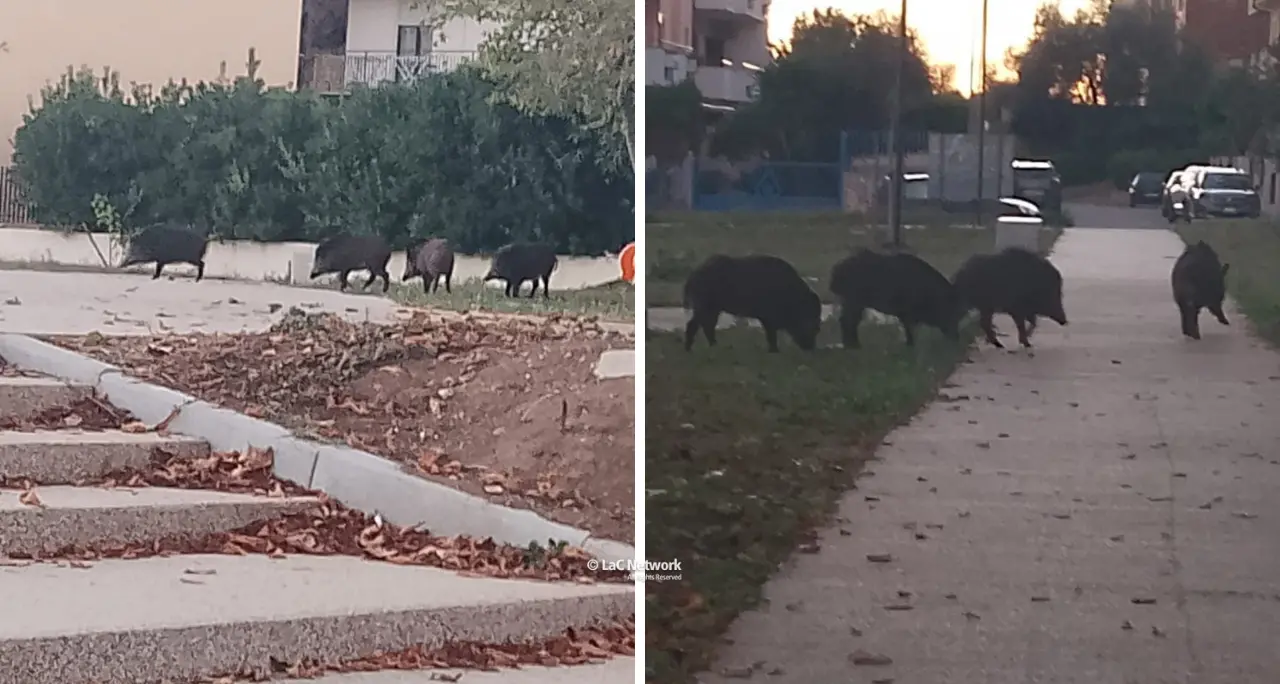 Vibo, i cinghiali continuano a scorrazzare nel parco di via Feudotto