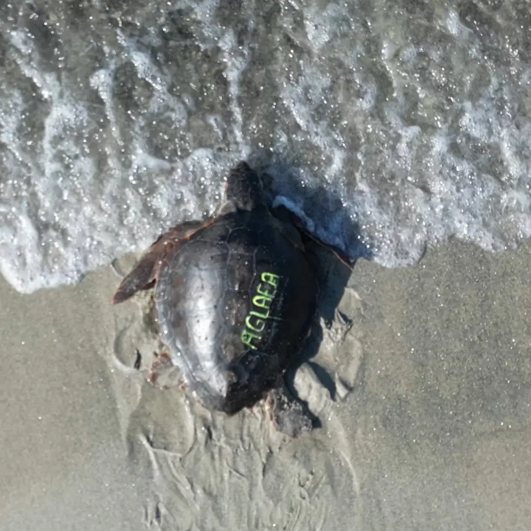 Il ritorno in mare di Caterina e Aglaea, di nuovo a casa le due tartarughe dopo mesi di cure: l’emozionante racconto a LaC Storie\n