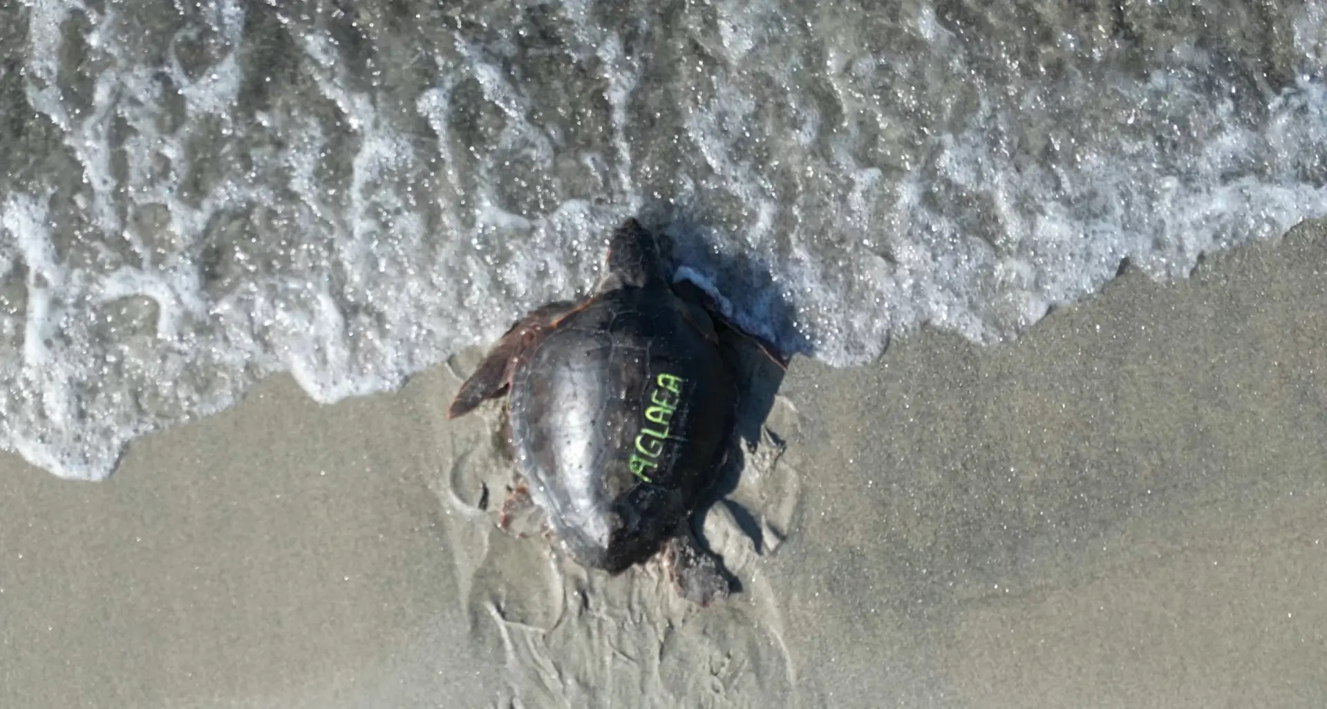 Il ritorno in mare di Caterina e Aglaea, di nuovo a casa le due tartarughe dopo mesi di cure: l’emozionante racconto a LaC Storie\n