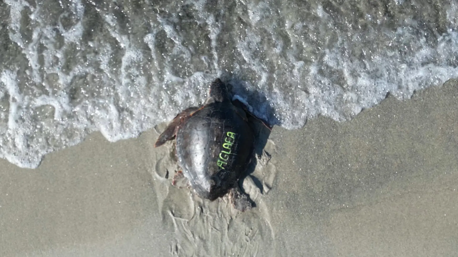 Pronti, partenza...libere!