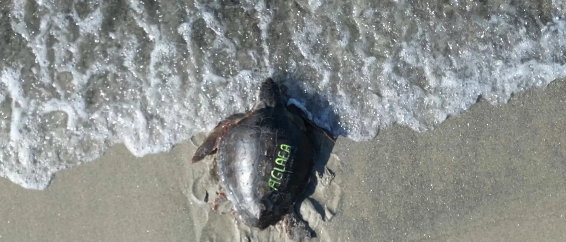 Il ritorno in mare di Caterina e Aglaea, di nuovo a casa le due tartarughe dopo mesi di cure: l’emozionante racconto a LaC Storie\n