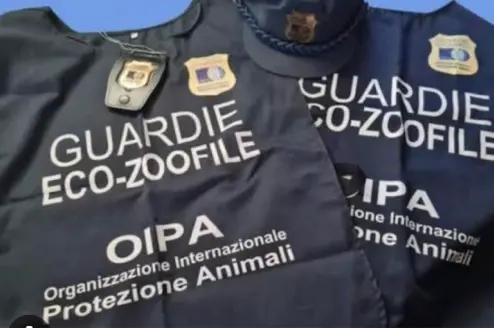 Nasce una nuova sinergia per la tutela del territorio: collaborazione tra OIPA Reggio Calabria e Guardia Agroforestale Italiana\n