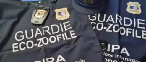 Nasce una nuova sinergia per la tutela del territorio: collaborazione tra OIPA Reggio Calabria e Guardia Agroforestale Italiana\n