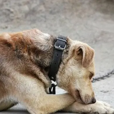 Incendi: istanza ad Occhiuto per proibire catene ai cani