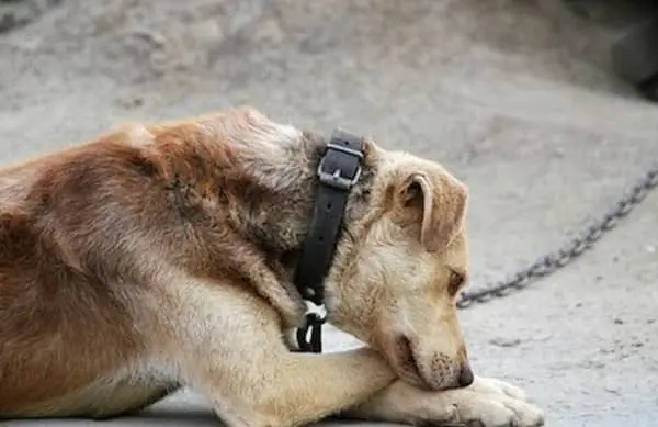 Incendi: istanza ad Occhiuto per proibire catene ai cani