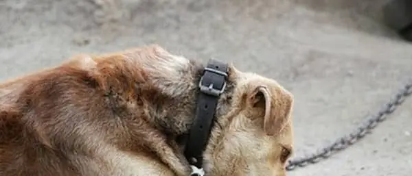 Incendi: istanza ad Occhiuto per proibire catene ai cani