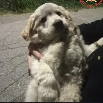 Cucciolo salvato in una scarpata e subito adottato