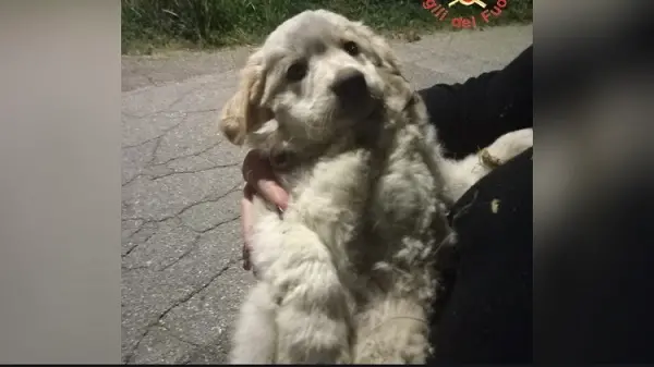 Cucciolo salvato in una scarpata e subito adottato