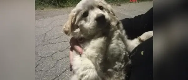 Cucciolo salvato in una scarpata e subito adottato