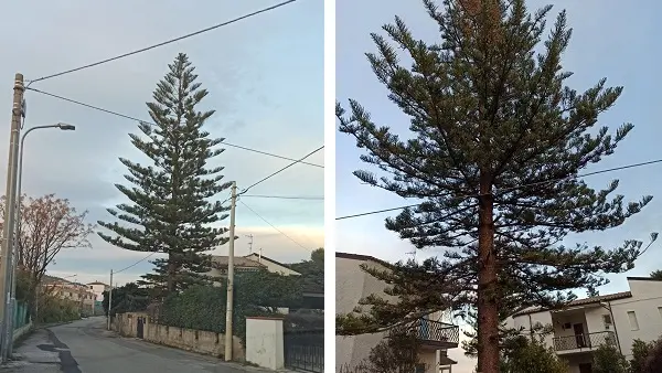 \"Aiutateci a trapiantare questo albero della nostra vita\"