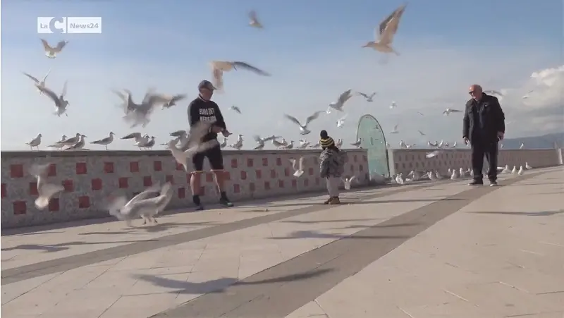 Roberto ed i 'suoi' gabbiani, spettacolo sul lungomare - VIDEO