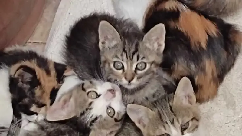 Al via il censimento delle colonie feline in città