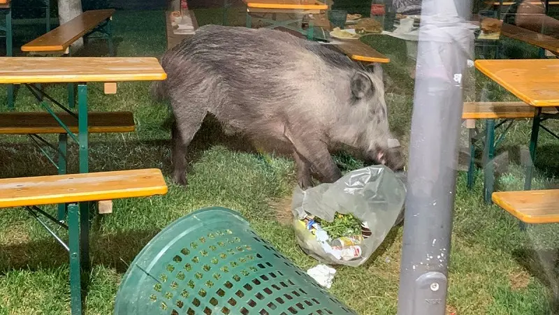 Cinghiali al Parco Biodiversità: giovedì l'abbattimento