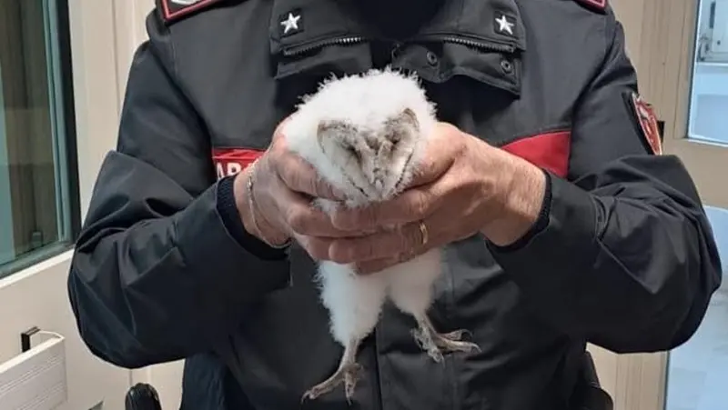Cucciolo di barbagianni salvato da cittadini e carabinieri