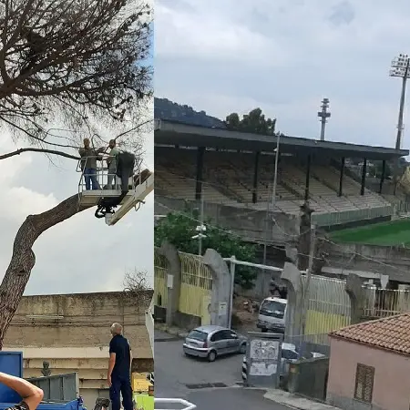 Addio caro, vecchio, storico pino della mitica Curva Ovest-Capraro