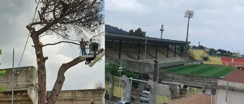 Addio caro, vecchio, storico pino della mitica Curva Ovest-Capraro