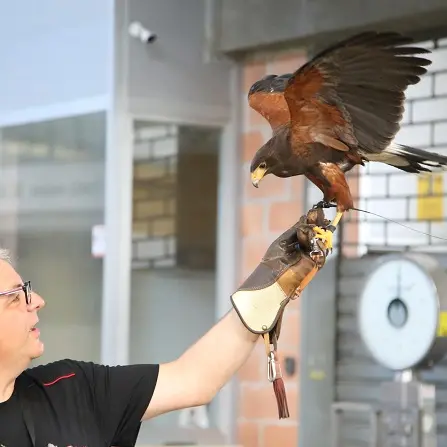 Volatili dentro il Comalca: avviata attivita' bonifica tramite rapaci