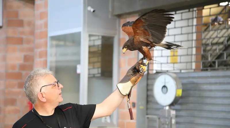 Volatili dentro il Comalca: avviata attivita' bonifica tramite rapaci