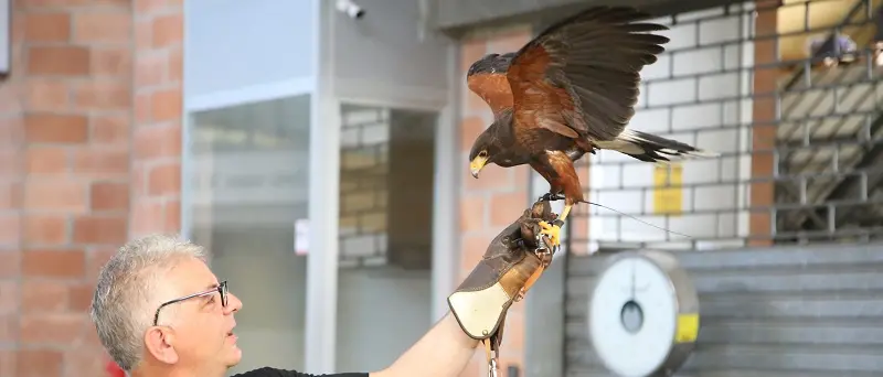 Volatili dentro il Comalca: avviata attivita' bonifica tramite rapaci