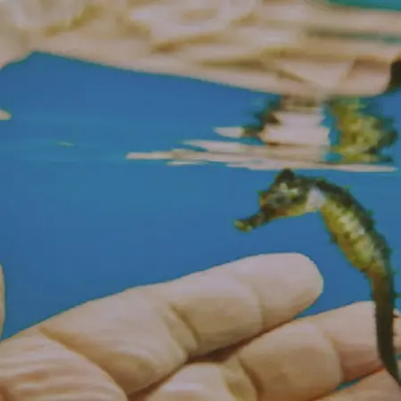 Cavalluccio marino nelle acque di Montepaone Lido