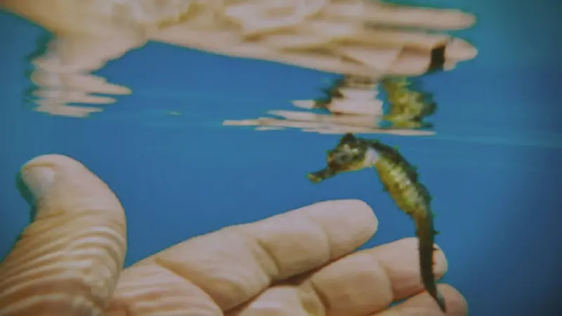 Cavalluccio marino nelle acque di Montepaone Lido