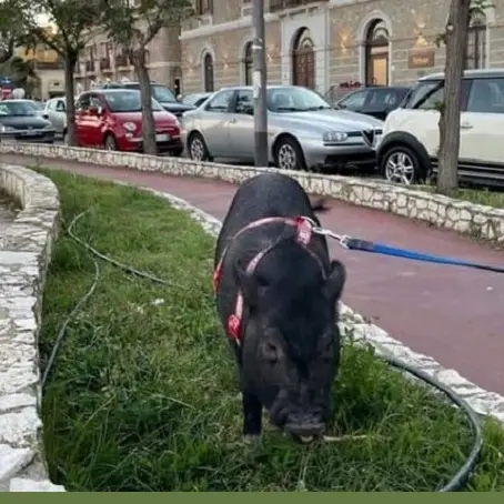 Su lungomare e social tutti pazzi per Ozzy, il maialino di Adelaide