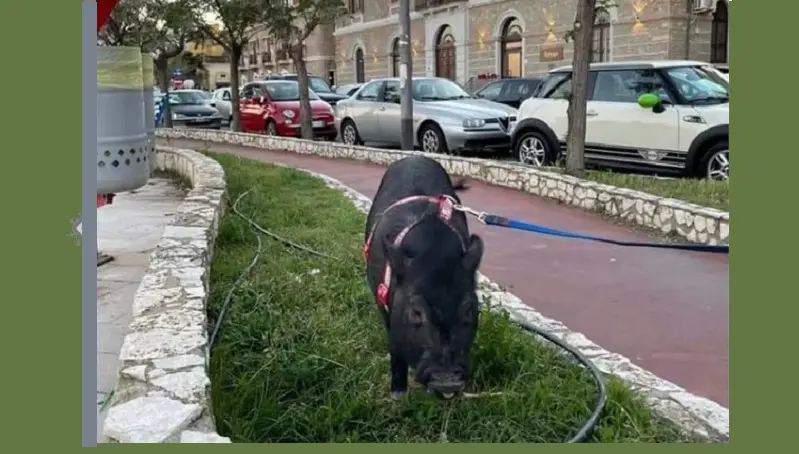 Su lungomare e social tutti pazzi per Ozzy, il maialino di Adelaide