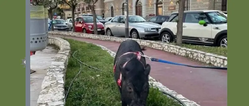 Su lungomare e social tutti pazzi per Ozzy, il maialino di Adelaide