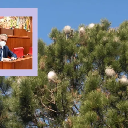 Processionaria: dalla Regione 4 mln per le contromisure