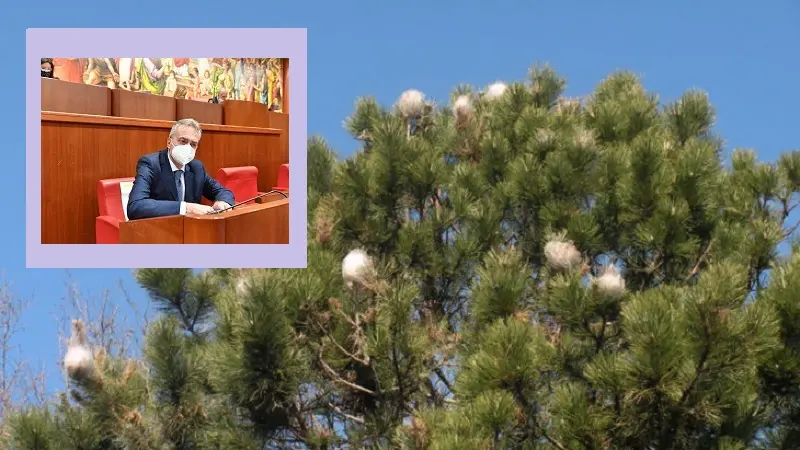 Processionaria: dalla Regione 4 mln per le contromisure