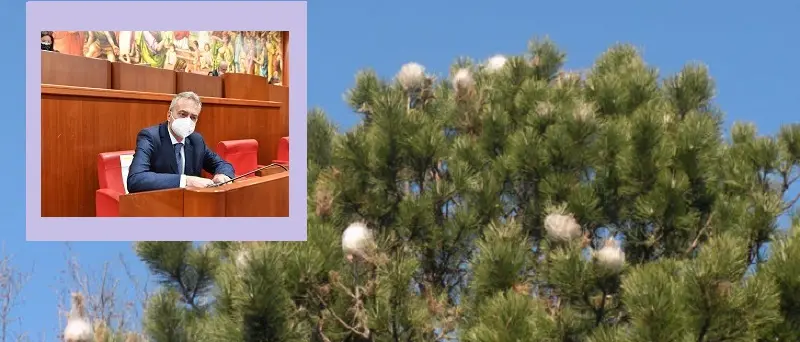 Processionaria: dalla Regione 4 mln per le contromisure