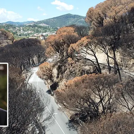 Pineta Siano, ferita da risanare con esperti del verde