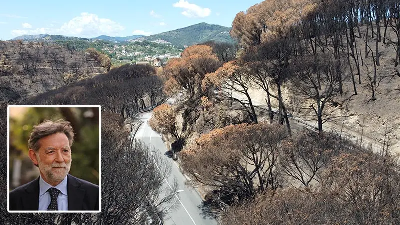 Pineta Siano, ferita da risanare con esperti del verde