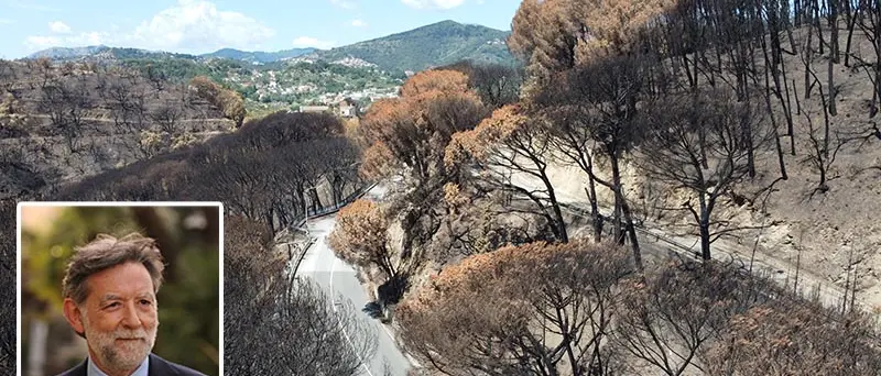 Pineta Siano, ferita da risanare con esperti del verde