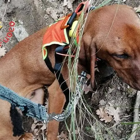 Cane in dirupo a Pentone: lo salvano a 80 metri