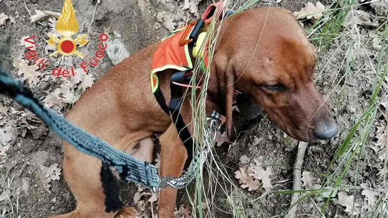 Cane in dirupo a Pentone: lo salvano a 80 metri