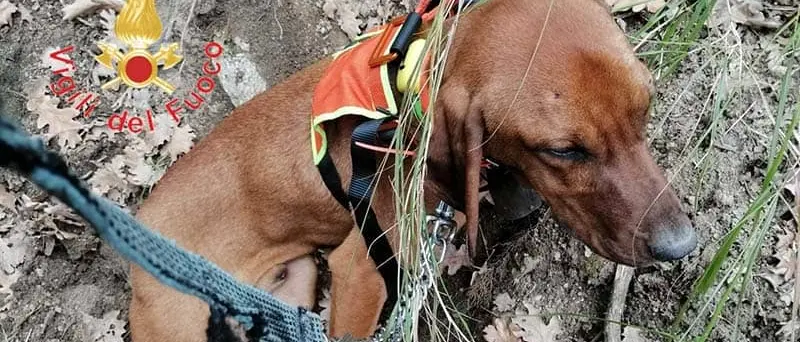 Cane in dirupo a Pentone: lo salvano a 80 metri