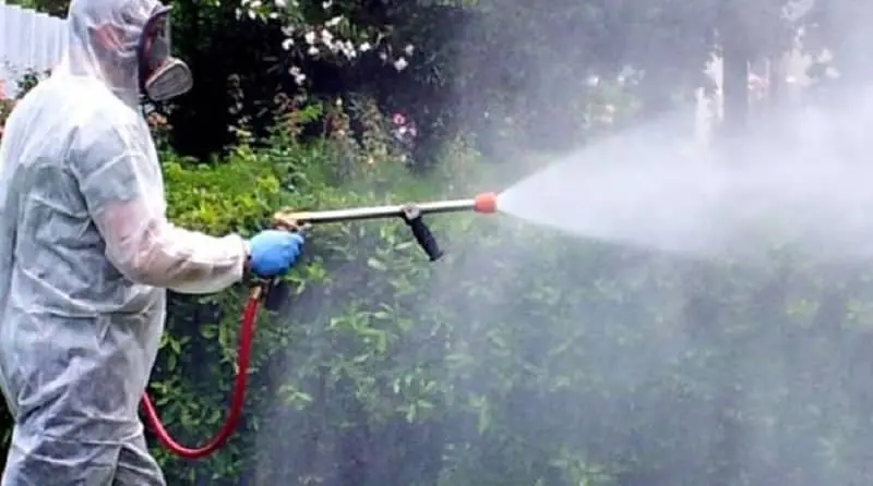 Oggi iniziano le disinfestazioni in città: dove ed in quali orari