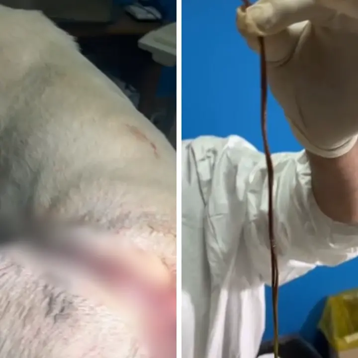Vibo, i veterinari dell’Asp salvano un cane quasi ucciso da una trappola per cinghiali: 200 punti di sutura\n