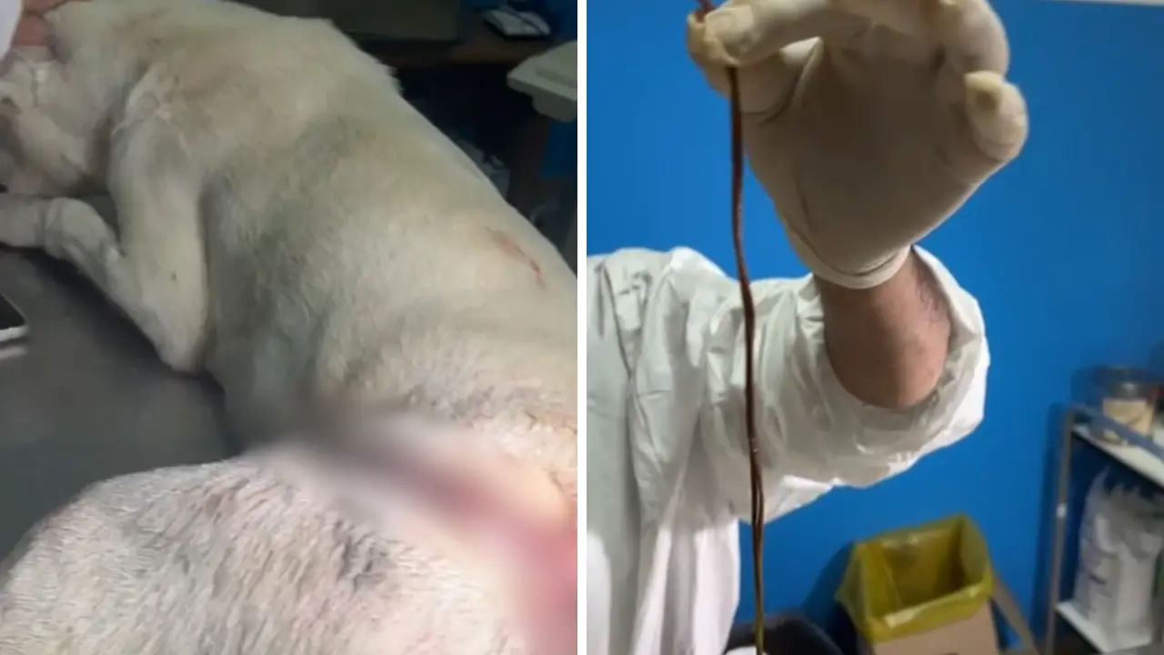 Vibo, i veterinari dell’Asp salvano un cane quasi ucciso da una trappola per cinghiali: 200 punti di sutura\n