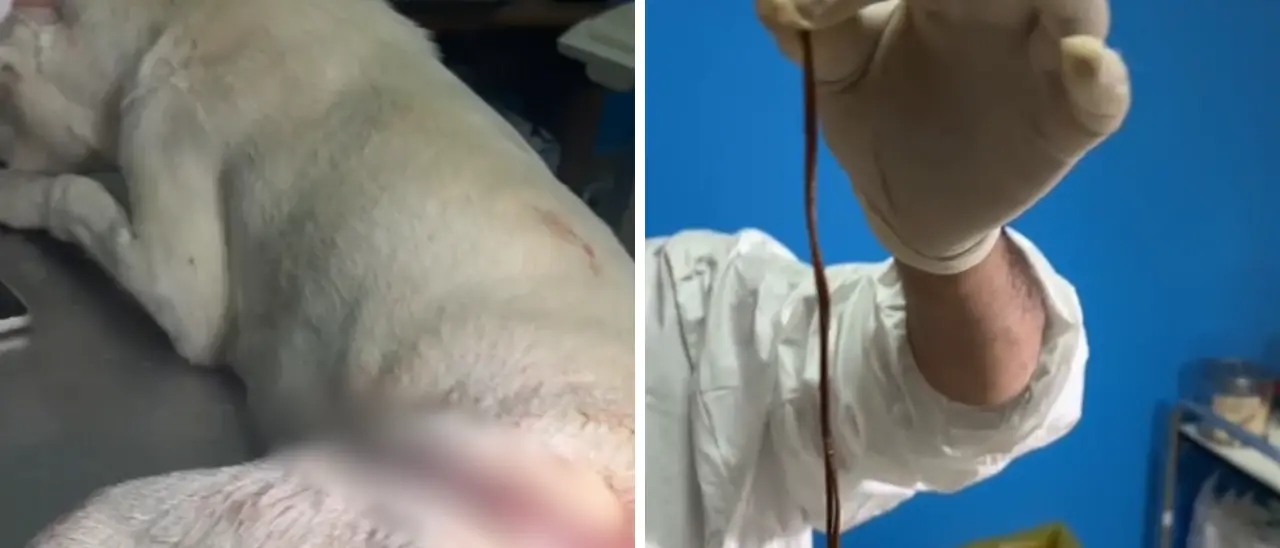 Vibo, i veterinari dell’Asp salvano un cane quasi ucciso da una trappola per cinghiali: 200 punti di sutura\n