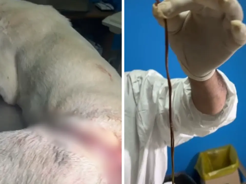 Vibo, i veterinari dell’Asp salvano un cane quasi ucciso da una trappola per cinghiali: 200 punti di sutura