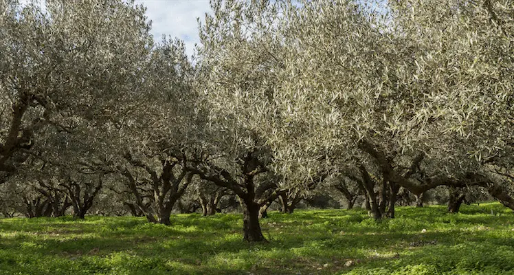 Tagliano ulivi protetti sulla SS106, scattano multe per 77mila euro