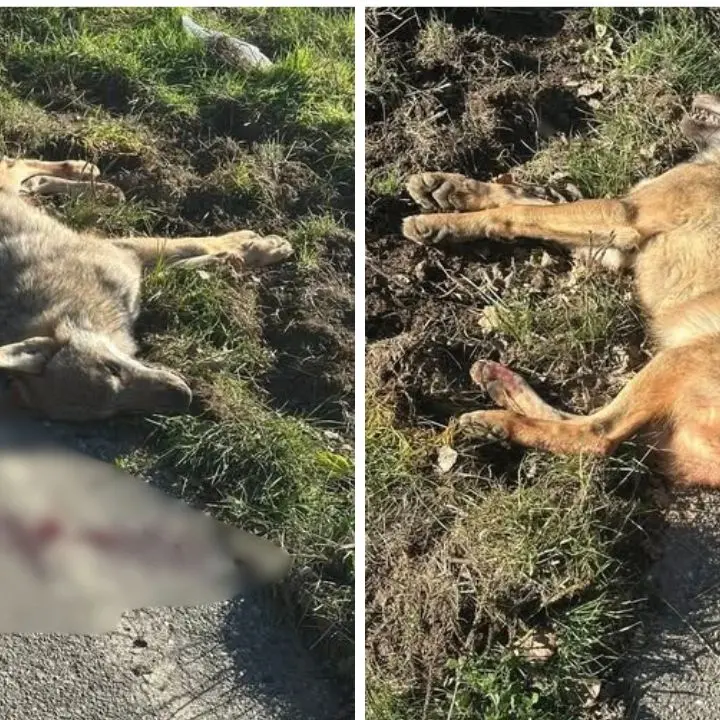 Rinvenuto un lupo senza vita nei pressi di Lorica: probabilmente è stato investito sulla Statale 108 bis