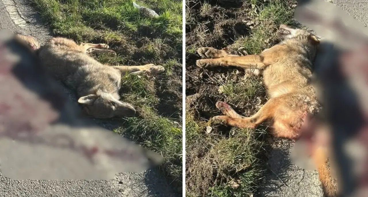 Lorica, rinvenuta carcassa di un lupo sulla Statale 107 nei pressi di Lorica